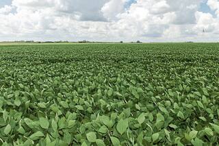 Opciones agrícolas: una herramienta muy útil en un contexto global cambiante