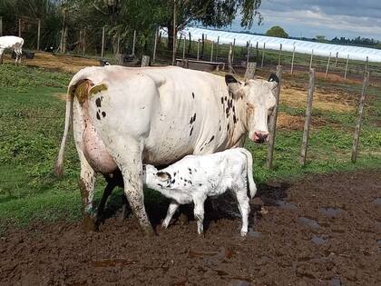 “Seguirá la sangría”: preocupación por una espectacular caída de producción de leche en una provincia 5 Un contratiempo más que se suma es que se está en pleno pasaje forrajero de verano a los primeros verdeos de invierno que en muchos casos no se pudieron implantar porque empezó a llover