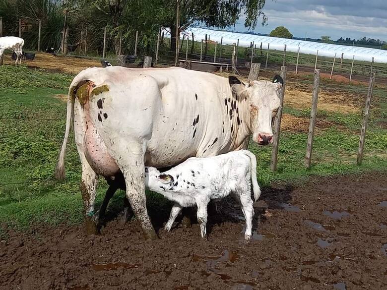 Seguirá la sangría”: preocupación por una espectacular caída de producción de leche en una provincia