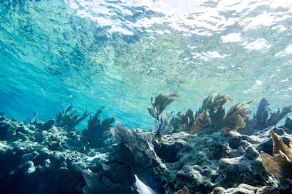 Un coral en Key West, Florida, en julio de 2023. (Joseph Prezioso / AFP)