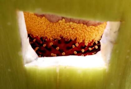 Un corte en la espata de un Aro Gigante muestra las flores femeninas (abajo) y masculinas (arriba) en su interior