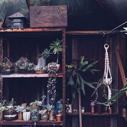 Un costado de la casa decorado con plantas