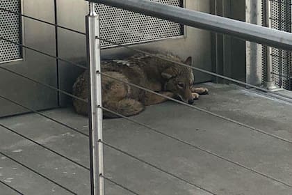 Un coyote frente al Museo de la Ciudad de Nueva York en Albany