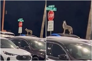 Filmó a un peligroso animal salvaje arriba de un auto nuevo en Arizona: “Parecía una decoración de Halloween”
