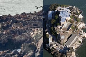 El asombroso cruce a nado de un coyote desde San Francisco hasta Alcatraz