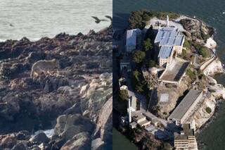 El asombroso cruce a nado de un coyote desde San Francisco hasta Alcatraz