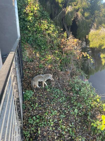 Un coyote se metió a una casa de San Francisco a descansar