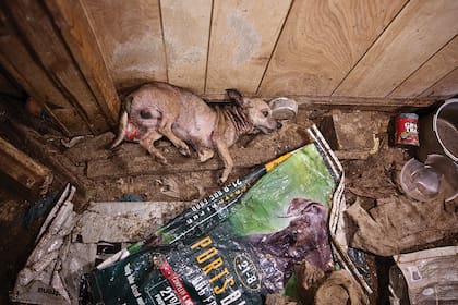 Un criadero de perros en Cabarrus County, Carolina del Norte