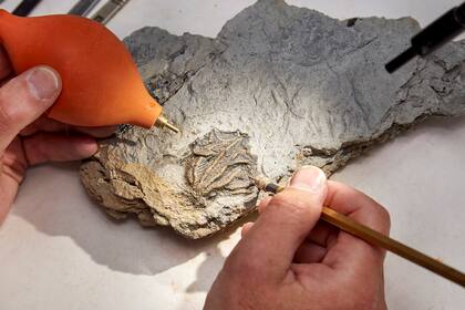 Un crinoideo en la piedra caliza es revelado por uno de los preparadores del Museo de Historia Natural de Londres