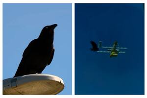 El momento en que un cuervo atacó a un drone que debía entregar un paquete