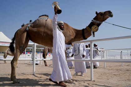 Un cuidador de camellos de la familia AlKuwari celebra tras ganar el primer premio de la Copa Mundial 
Mzayen, un concurso de camellos en el desierto de Qatar durante el Mundial de fútbol, en Ash- Shahaniyah, el viernes 2 de diciembre de 2022. 
