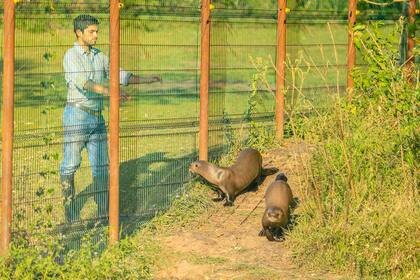 Un cuidador del Parque Iberá junto a Alondra y Coco, los dos ejemplares de nutria gigante europeos introducidas en nuestro país