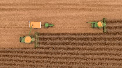 Un cultivo con plasticidad