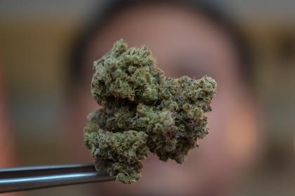 Un cultivo de marihuana