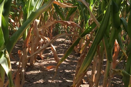 Un cultivo de maíz con estrés por la falta de lluvias en Fuentes, Santa Fe