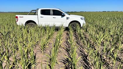 Un cultivo de maíz en el sur de Córdoba, afectado por la sequía. Debería tener un mayor desarrollo. Foto: Juan Pablo Ioele