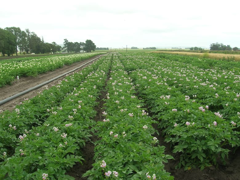 Lamb Weston invierte US$200 millones en Mar del Plata para exportar papas procesadas a mercados internacionales