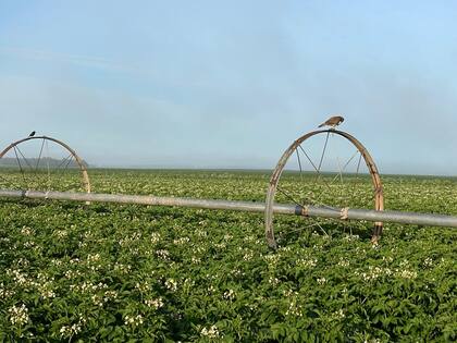 Un cultivo de papa en la provincia de Buenos Aires