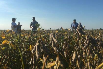 Un cultivo de soja con genética de Don Mario en Estados Unidos