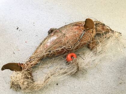 Un delfín franciscana encontrado en 2018. Murió enredado en redes de pesca.