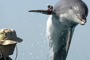 Qué son los delfines kamikazes, la presunta arma de EE.UU. en Medio Oriente que ya fue usada en otras guerras
