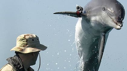 Un delfín militar, entrando por la Marina de los Estados Unidos, para la localización de objetos perdidos