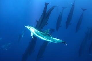 La belleza y los secretos de los océanos