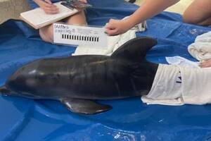 Un delfín recién nacido fue encontrado en las costas del oeste de Florida, en EE.UU.