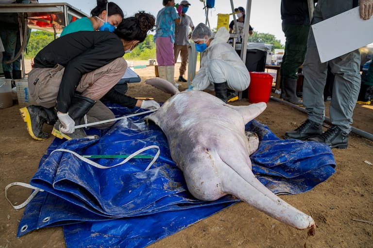 Ya fallecieron 154: el esfuerzo de 50  expertos, incluido un argentino, ante la dramática mortandad de delfines en Brasil