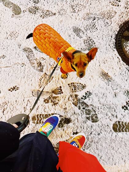 Un destinos inesperado para humanos y mascotas...