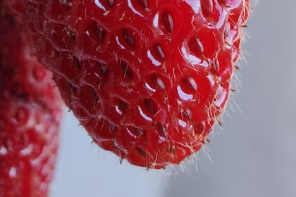 Un detalle de una frutilla fotografiada con la cámara macro del Moto Edge 30 Ultra