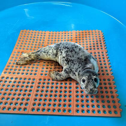 Un día después de su aparición, la cría de foca fue regresada a su hábitat natural