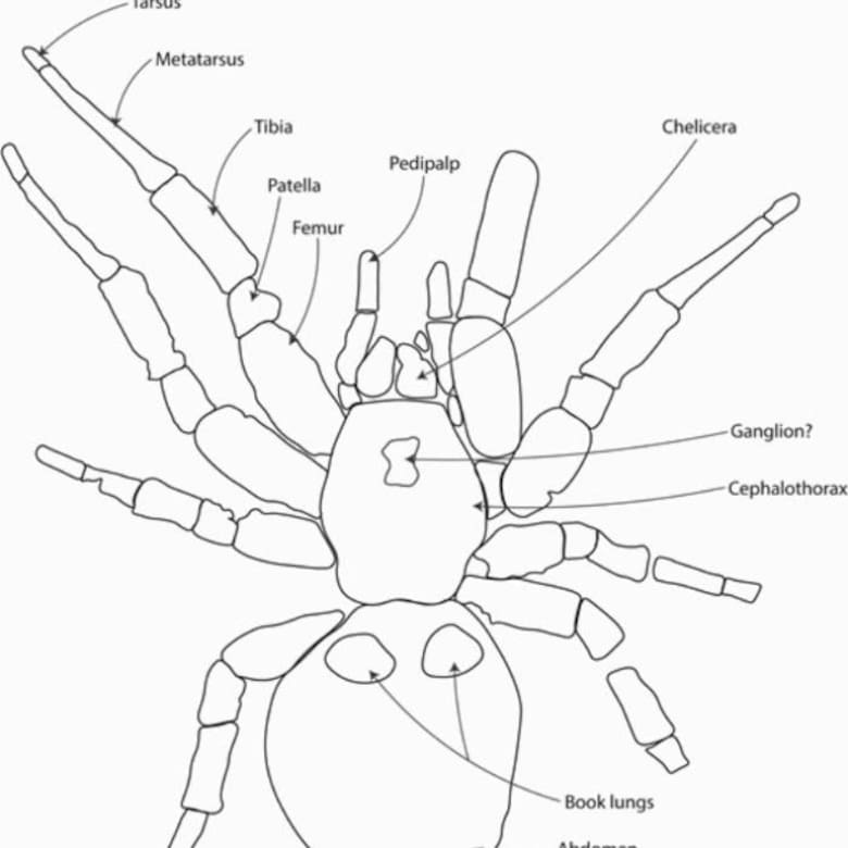 Hallaron el fósil de una araña “gigante” de unos 16 millones de años en ...