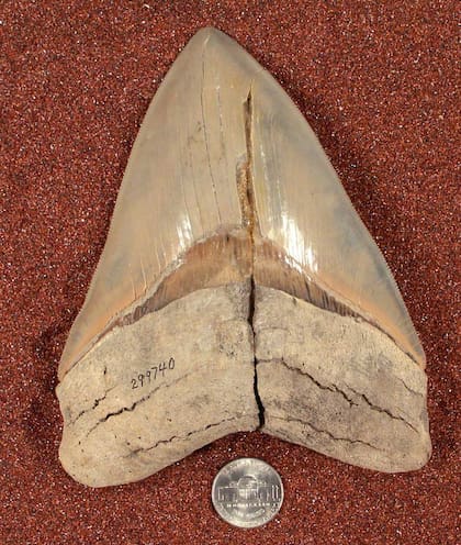 Un diente de megalodón fosilizado, encontrado en North Carolina, Estados Unidos