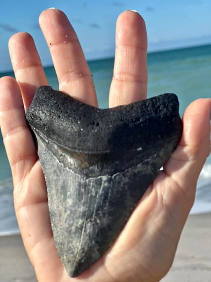 Un diente de megalodón fue descubierto cerca del mar de Manasota Beach