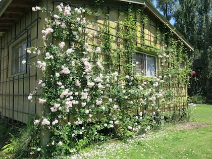 Un diseño bien romántico para cubrir una pared con rosales.