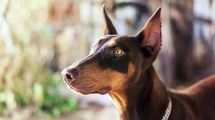 Un doberman con la orejas operadas