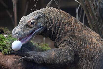 Un dragón de Komodo, llamado Ganas, intenta comer un huevo crudo