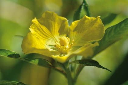 Un duraznillo de agua (Ludwigia sp.), planta palustre que produce aceites como recompensa para los polinizadores.