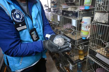 Un efectivo sostiene cuidadosamente a uno de los erizos con guantes, frente a varias jaulas similares en el criadero ilegal