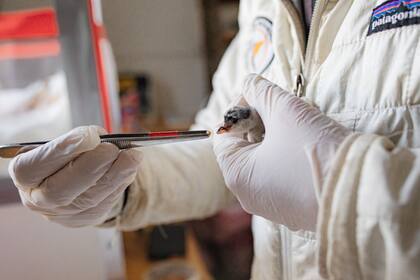 Un ejemplar criado en cautiverio, antes de ser liberado en su hábitat natural