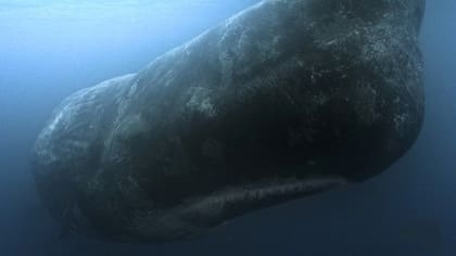 Un ejemplar de cachalote