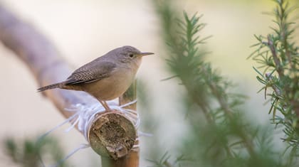 Un ejemplar de ratona.