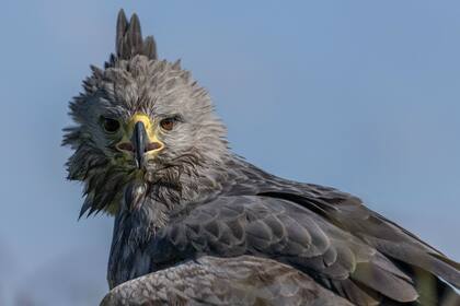 Un ejemplar de águila coronada fue liberado luego de rehabilitarse en el Ecoparque porteño