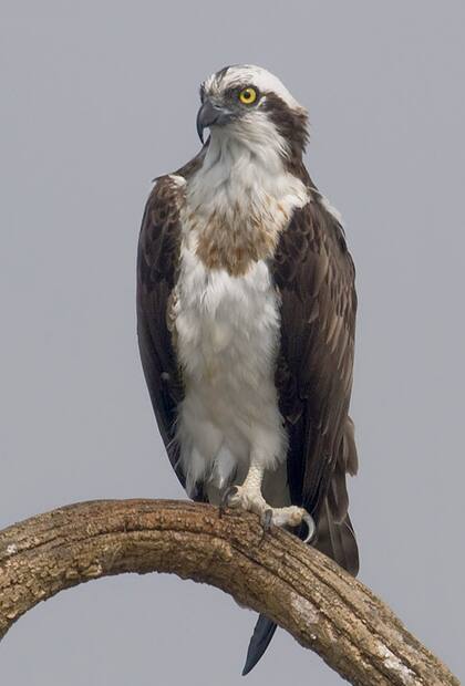 Un ejemplar de águila pescadora. Fuente: Wikipedia
