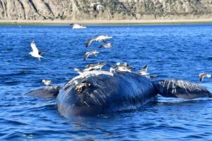 Mortandad récord de ballenas en Puerto Madryn y una realidad desesperante: “No podemos evitar que esto suceda”