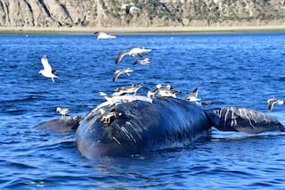 Mortandad récord de ballenas en Puerto Madryn y una realidad desesperante: “No podemos evitar que esto suceda”