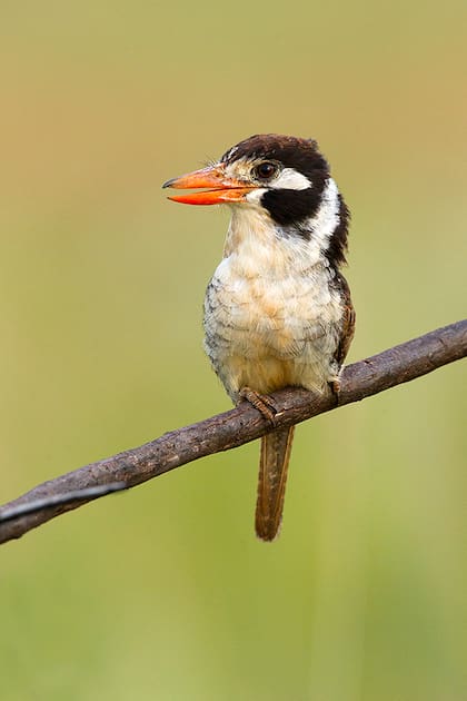 Un ejemplar de Chacurú, que habita en Campo San Juan.