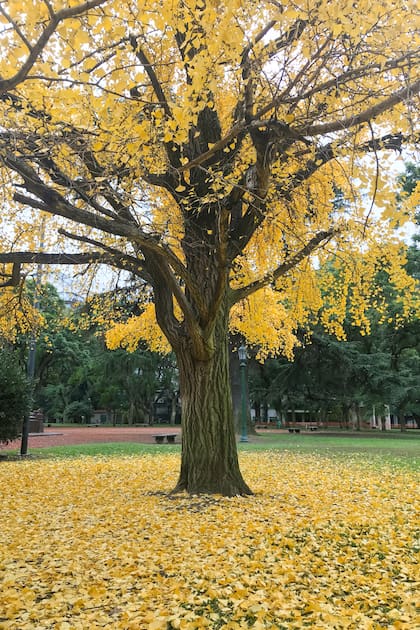 Un ejemplar de Ginkgo biloba con su característica alfombra de hojas debajo
