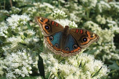 Un ejemplar de Junonia genoveva hilaris.